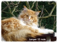Jumper De La Villa Verona