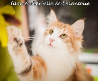 CH. Illou amberbelle de l'alantolie