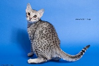 CH. ocicat stars Vilas