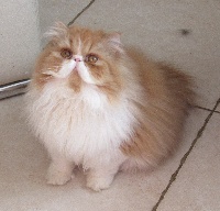 Max de romeance cat