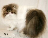 artemis Blue star