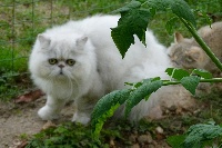 Justin Doucy Cat