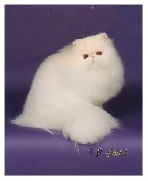 CH. kitty charm Windchill