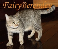 fairy berendey Jasmin