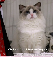 CH. fyrpihl's Lil' fashion