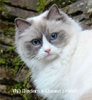 diadem's Queen Latifah