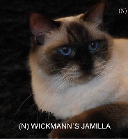 CH. wiskmann's Jamilla