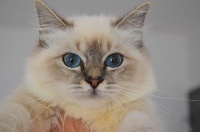 Jena des petits filou
