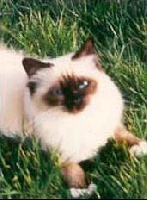 CH. kiru's Lady alicia