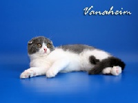 CH. vanaheim's Antoine west of primavera