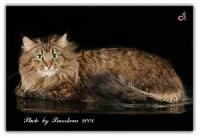 CH. Prince tigra marcell