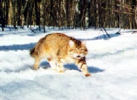 CH. Kuzma litvik