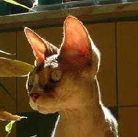 nostalgie Bravo tiger lilly