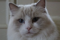 CH. Ragalaxy's Noix de coco