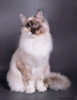 russian irbis Infanta