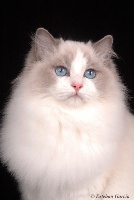 Diadem s issey sollis of malattodolls