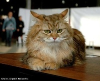 CH. neva's legend Kleopatra
