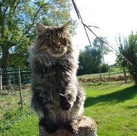 CH. Gustave lechat du chabada's land