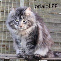 Black Draco's Orlaloi pp