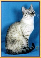 simplysimes Ms molly