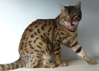 Wildcatseyes Samburu of batifoleurs
