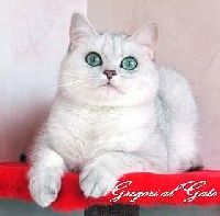 CH. Biauti gregori al gato