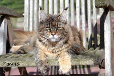 alpha cat's Royal classic