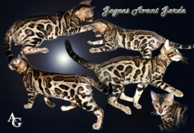 CH. gogees Avant garde of verve