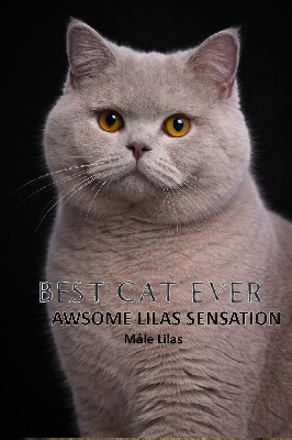 Best Cat Ever Awsome Lilas Sensation