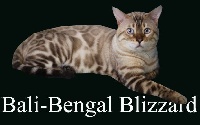 bali-bengal G blizzard