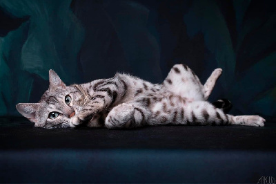 Tiwanga De Bengal’s Throne