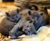 de Linel - Naissance de SUPERBES chatons chartreux le 1er Février 2024