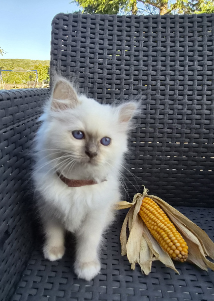 CHATON