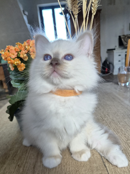 CHATON