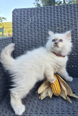 Du moulin de L' Aura - Chaton disponible  - Sacré de Birmanie