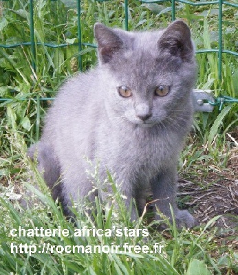 du Grand Som - chatons disponibles