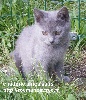 du Grand Som - chatons disponibles