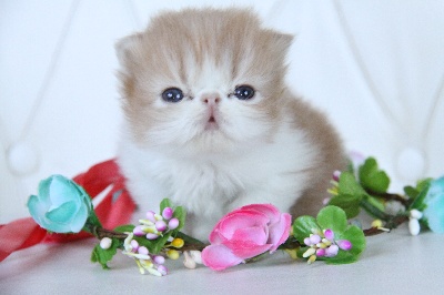 de l'Amour de Chat - 3 merveilleux chatons PERSANS disponibles