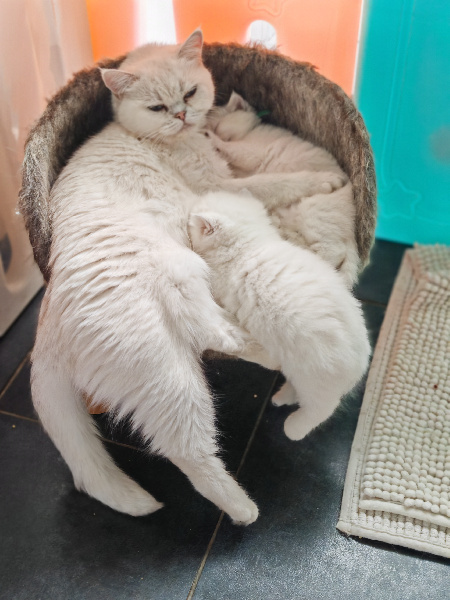 chaton British Shorthair et Longhair Des Coons de Baguera