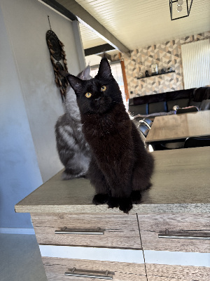 des Filou Bleu - Chaton disponible  - Maine Coon
