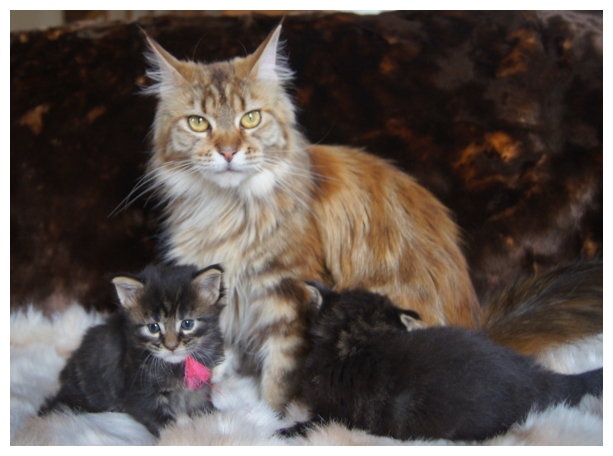 chaton Maine Coon Wild Lynx