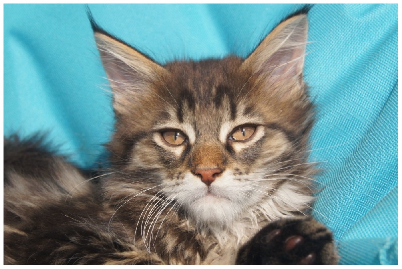 chaton Maine Coon Wild Lynx