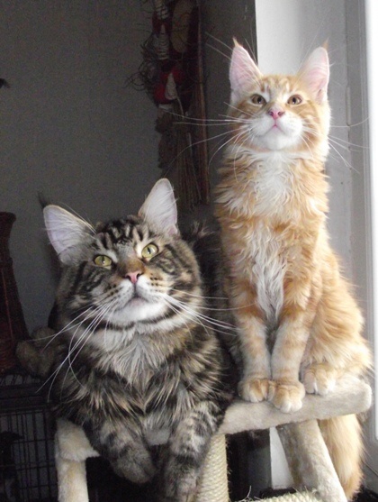 chaton Maine Coon Wild Lynx