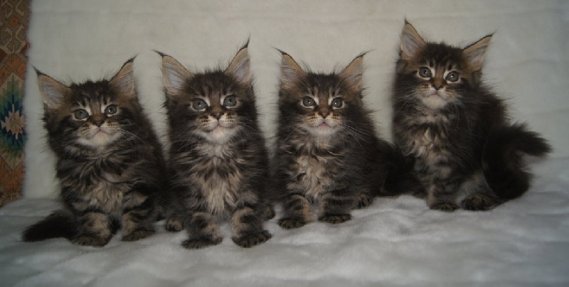 chaton Maine Coon Wild Lynx