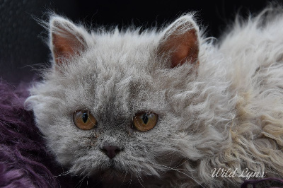 Wild Lynx - Chaton disponible  - Selkirk Rex poil court et poil long
