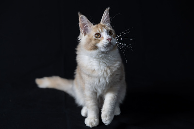 Wild Lynx - Chaton disponible  - Maine Coon