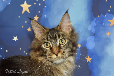 Wild Lynx - Chaton disponible  - Maine Coon