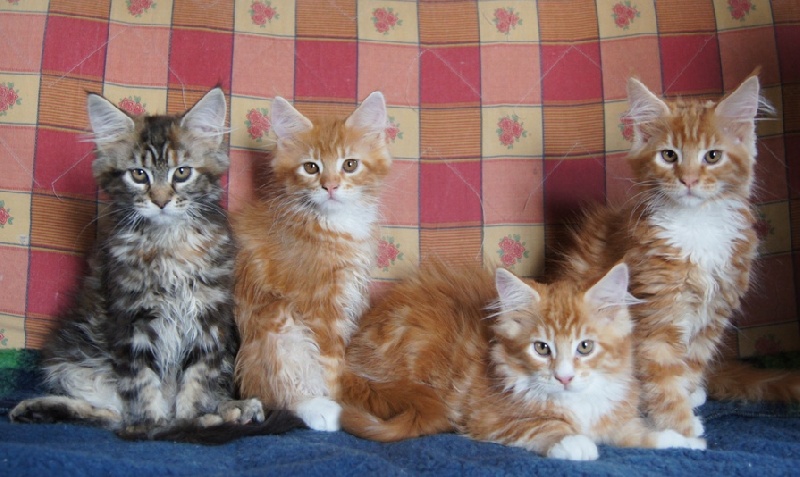 chaton Maine Coon Wild Lynx