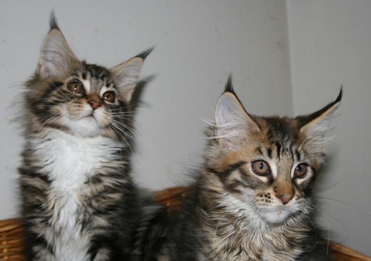 chaton Maine Coon Wild Lynx