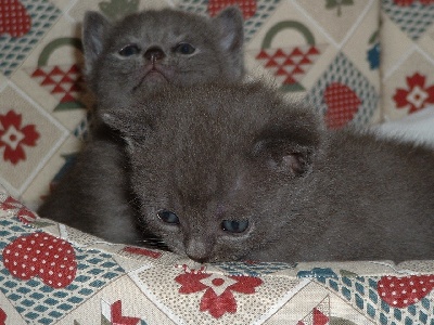Isba De Swetlana - 2 adorables chatons chartreux sont nés  !